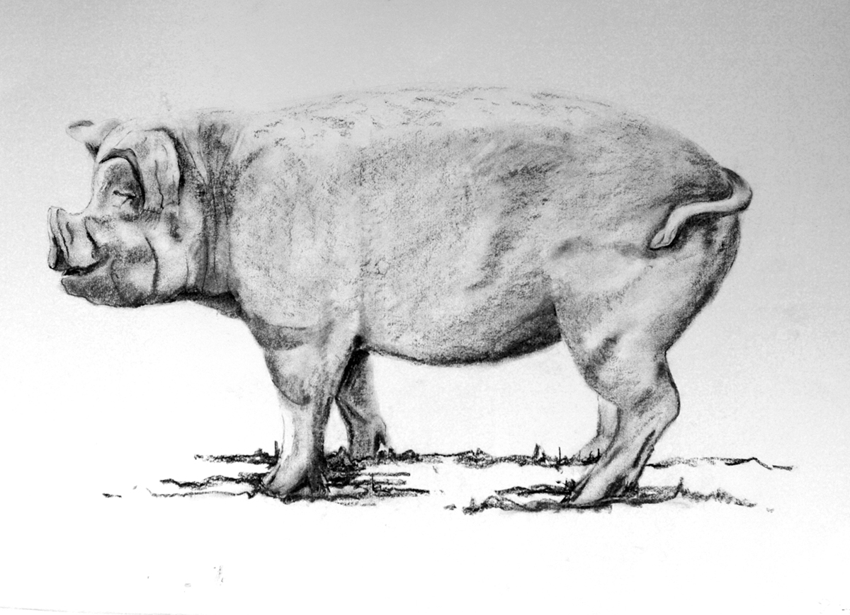 pig-drawing-profile-web | Beautiful Dystopias