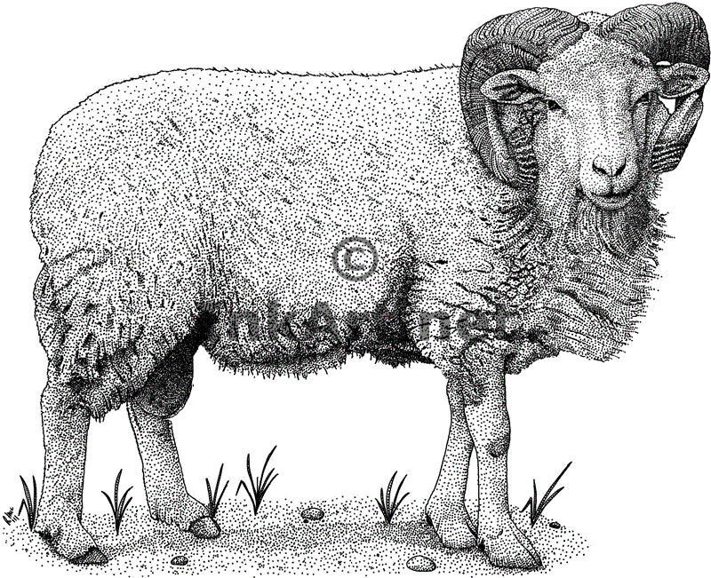 Cotswold Sheep Stock Art Illustration
