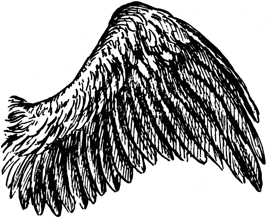 Bird Wing | ClipArt ETC