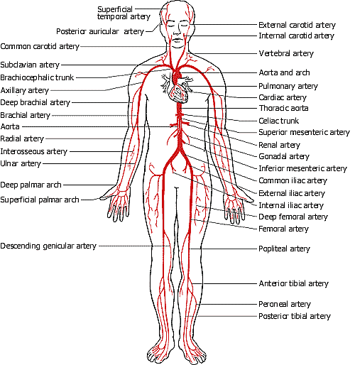 the circulatory system - Home
