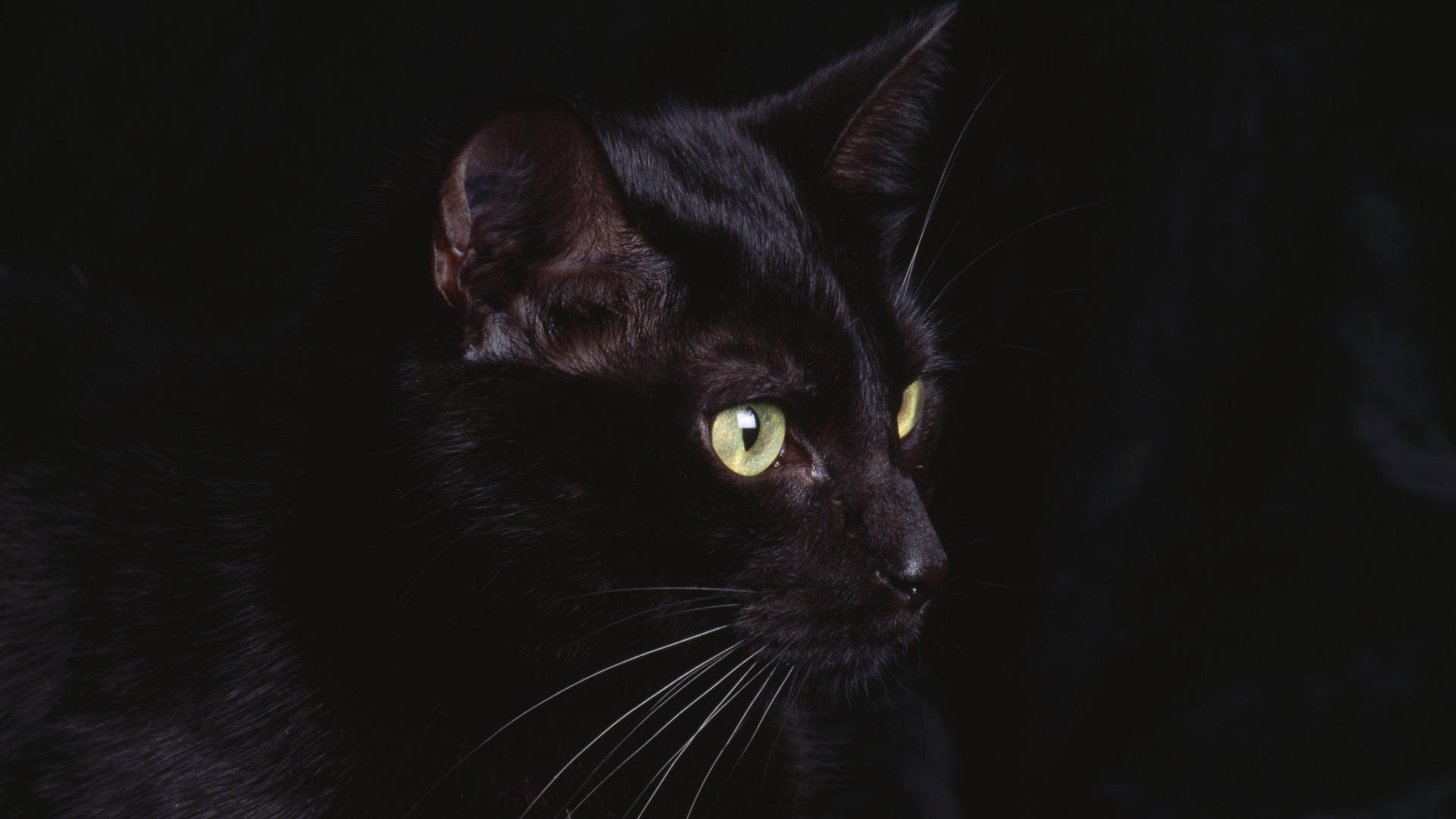 Black Cats Wallpapers HD #sf8nu Amzing Car Free Wallpaper for ...