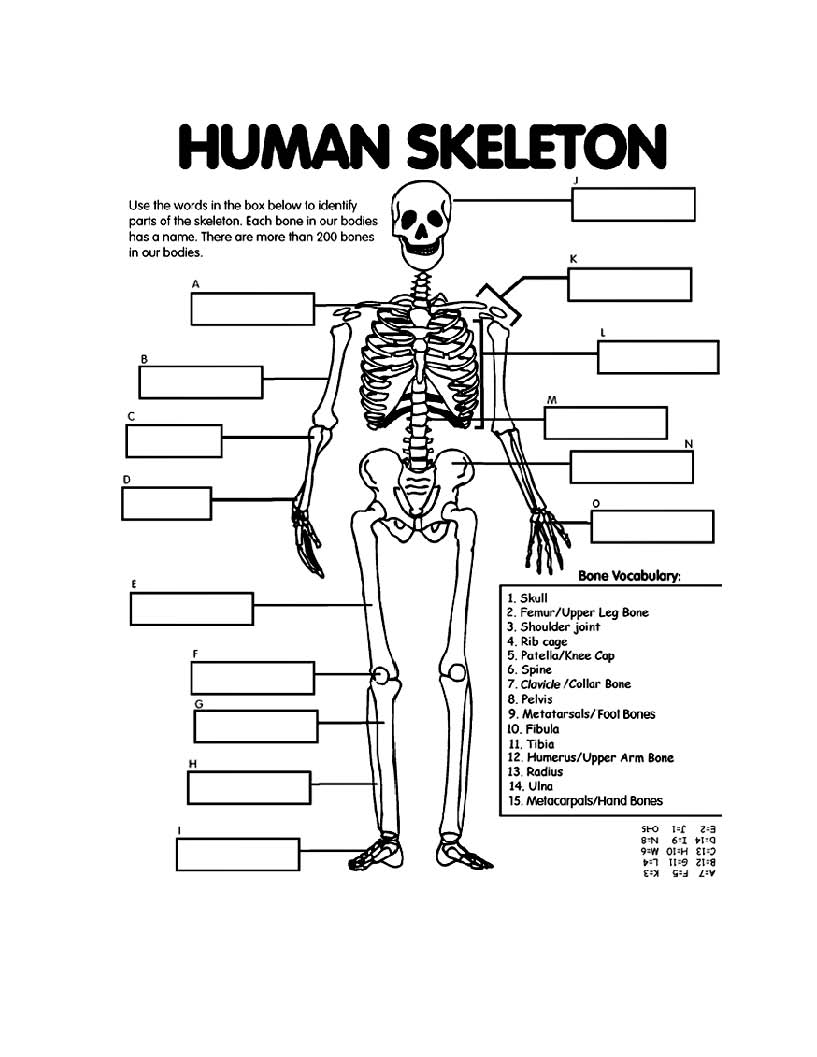 Images For > Skeleton Drawing For Kids