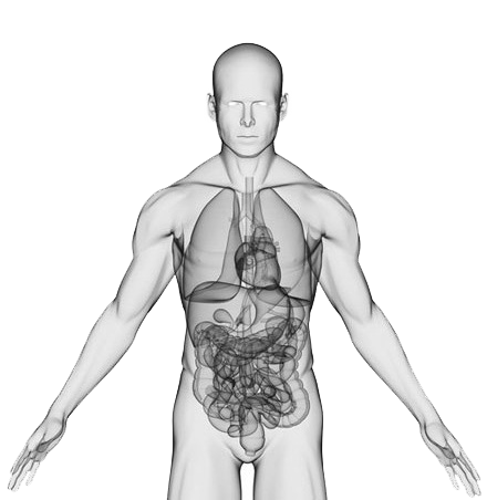Body | Centrum