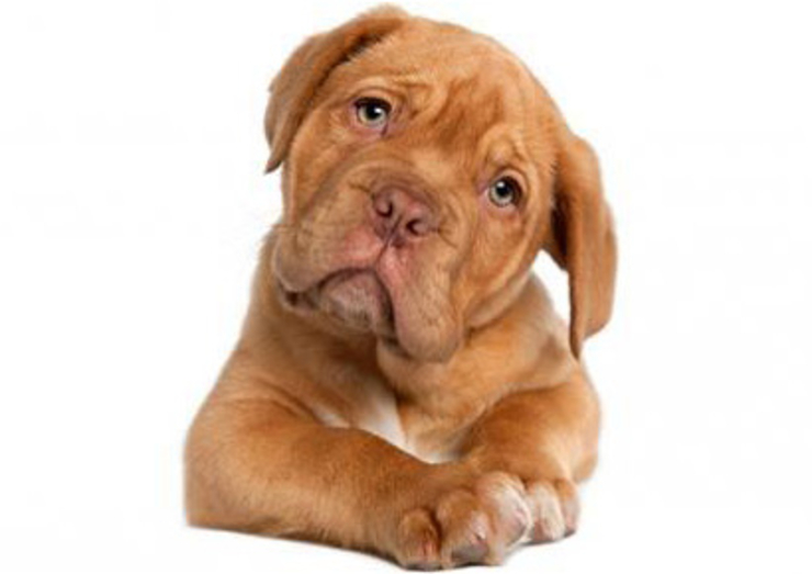 Home Remedies To Keep Your Dog Healthy | Prevention