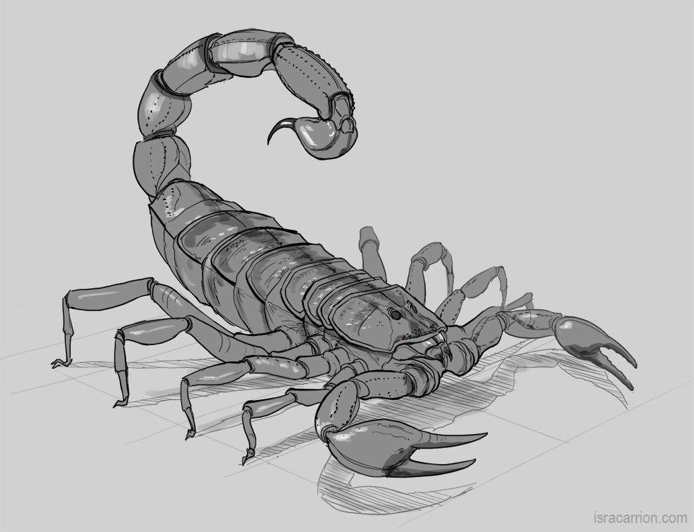 Realistic Scorpion Drawing - Gallery