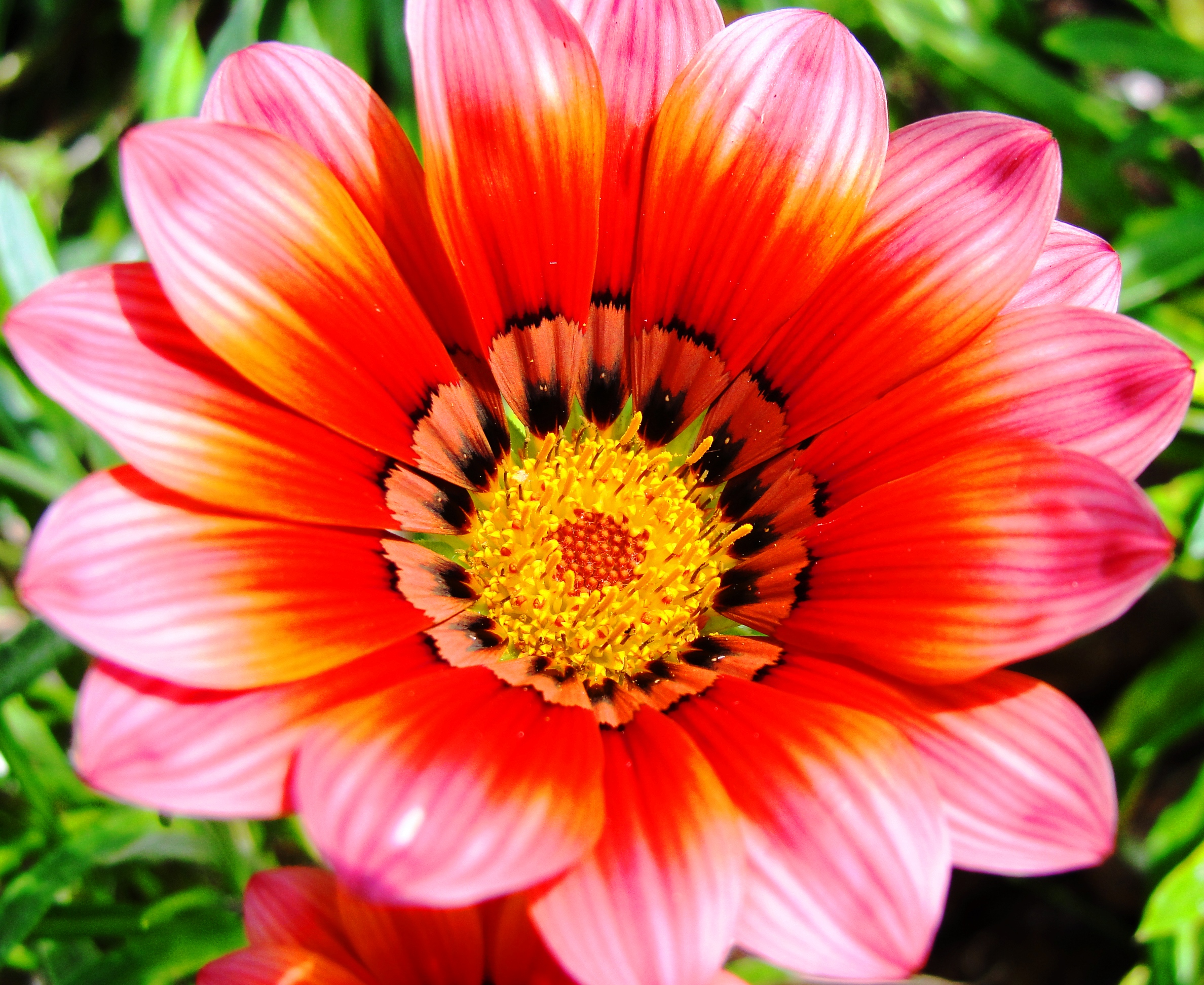 Sydney Daisies II | Braman's Wanderings