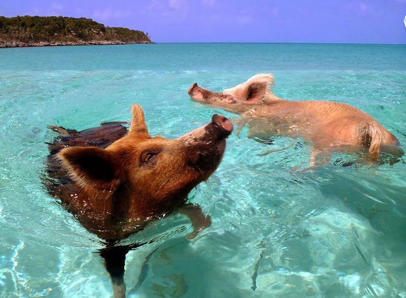 Happy Pigs Swimming Are Already Bizarre But When You Hear How They ...