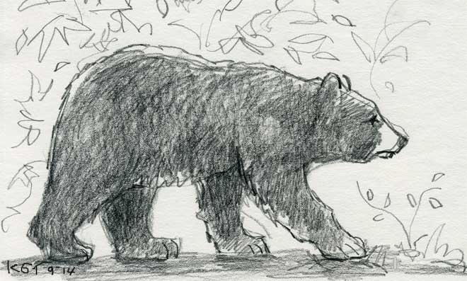 bear drawing | Hue Bliss: Color & Art notes by Karen Gillis Taylor