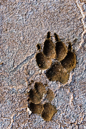 Cryptozoology - Page 4 - International Skeptics Forum