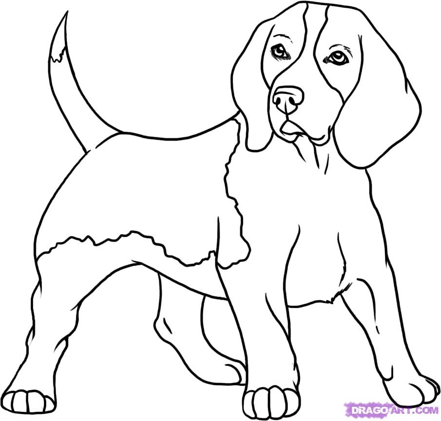 How to Draw a Beagle, Step by Step, Pets, Animals, FREE Online ...