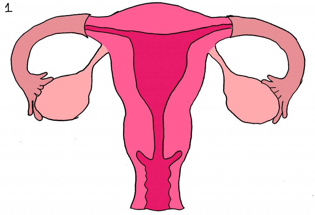 Uterus 20clipart