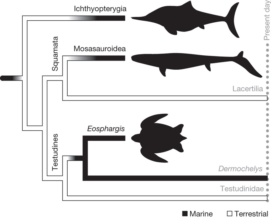 Phylogenetic relationships of the three fossil marine reptiles ...