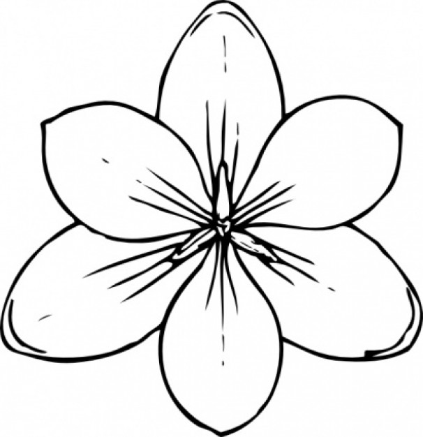 Crocus Flower Top View clip art Vector | Free Download