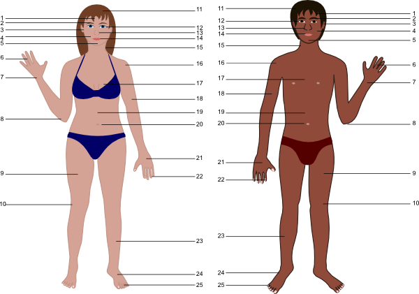 Human Body For Science Clip Art at Clker.com - vector clip art ...