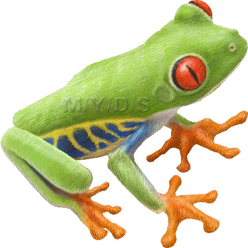 Tree Frog Clipart - Gallery
