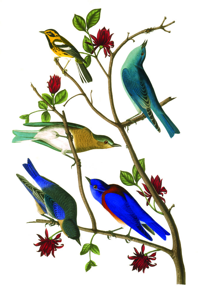Happy Birthday John James Audubon! - Audubon Guides