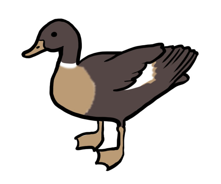 File:Duck illustration.jpg - Wikimedia Commons