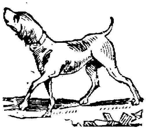 Black white dogs Graphics and Animated Gifs