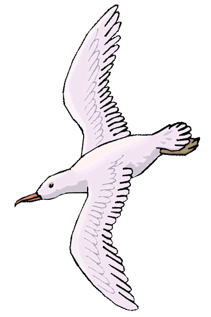 365 Pest Control - Gulls