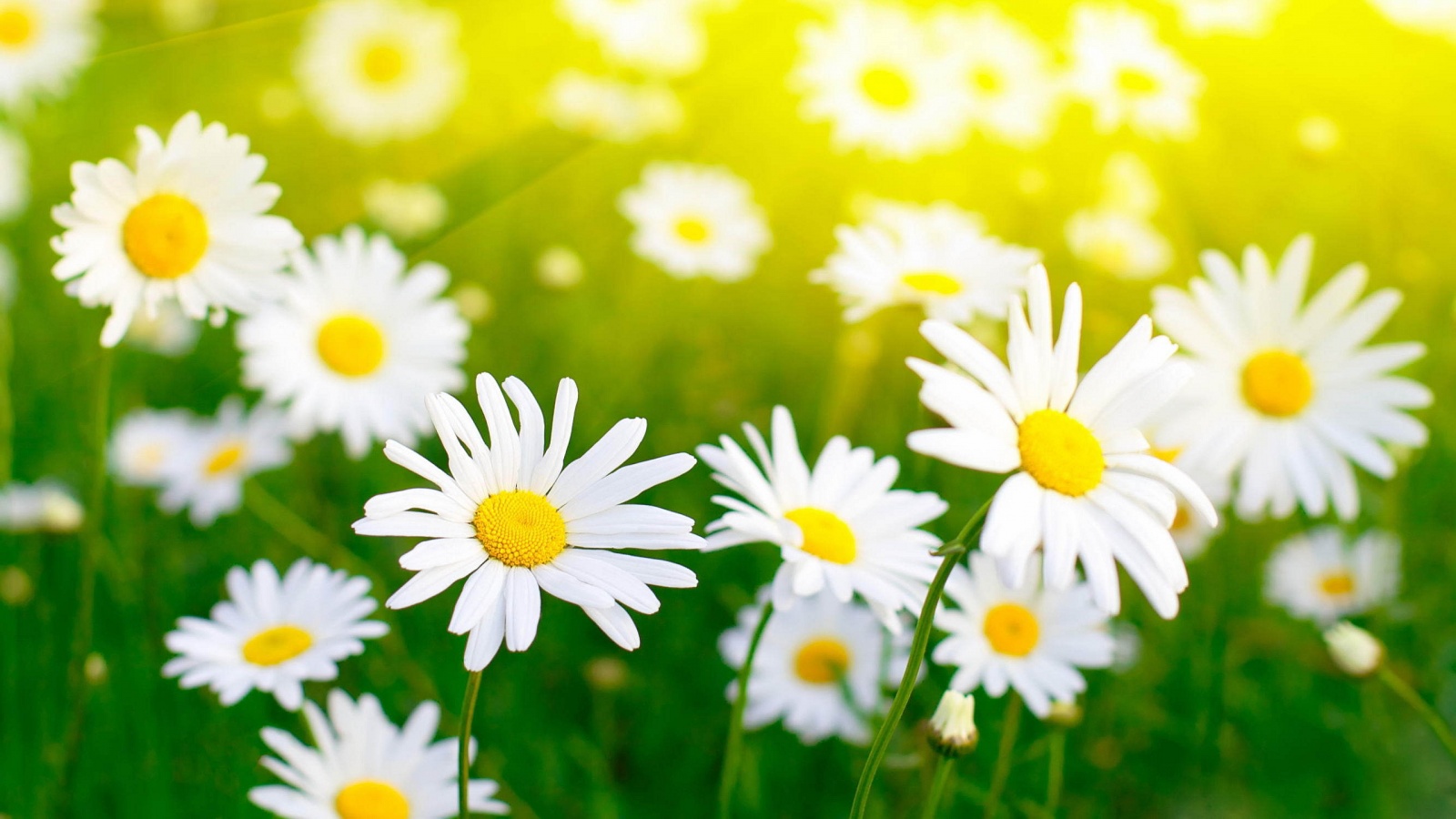 White Daisies #6815529