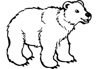 Bear Drawing - Gallery