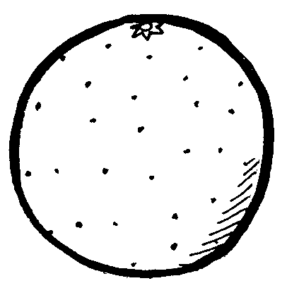 Exercise 09: Fruits :::