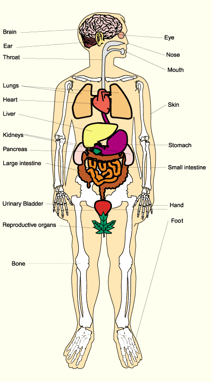 Anatomy of the organs of the human body 264 General Explanation ...