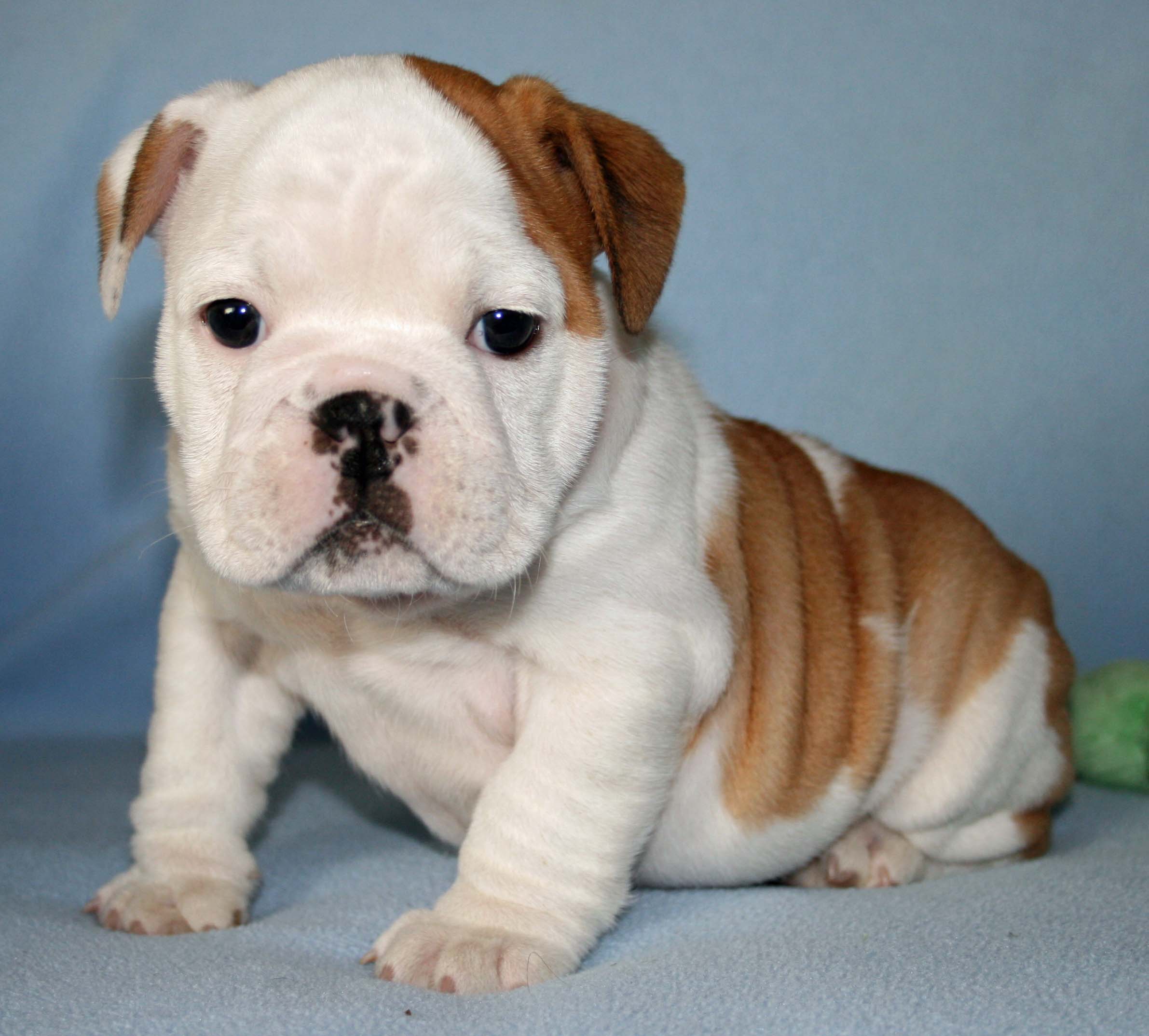 Bulldog - Puppies, Rescue, Pictures, Information, Temperament ...