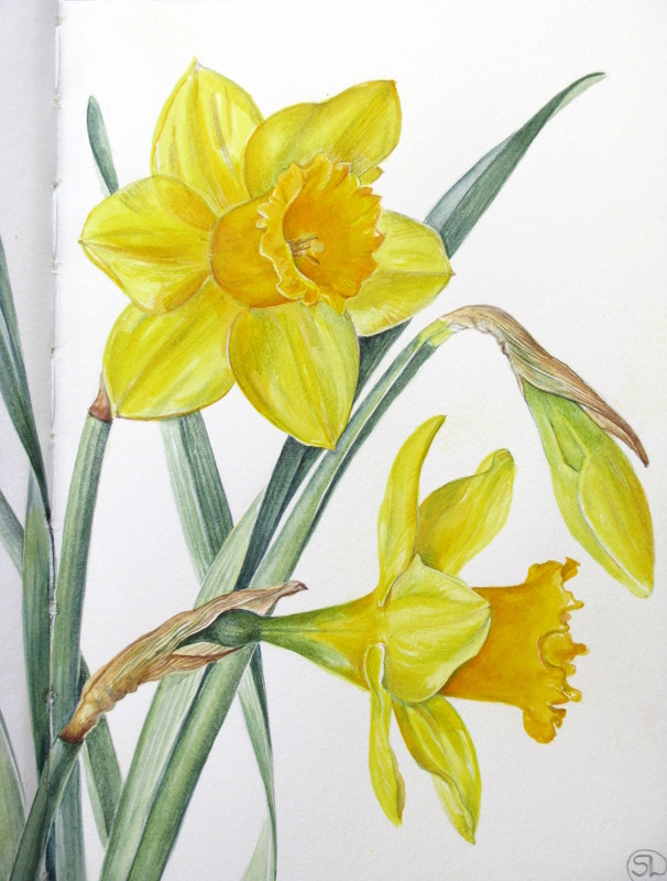 Botanical Sketches and Other Stories: Daffodil Days