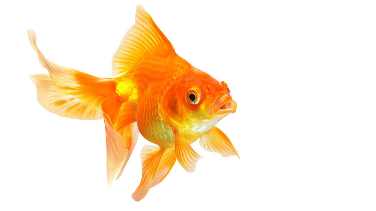 Microsoft: Humans have shorter attention span than a goldfish ...