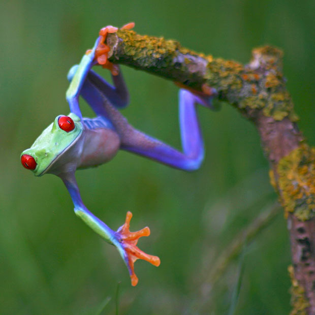 Multicoloured-Frog21.jpg