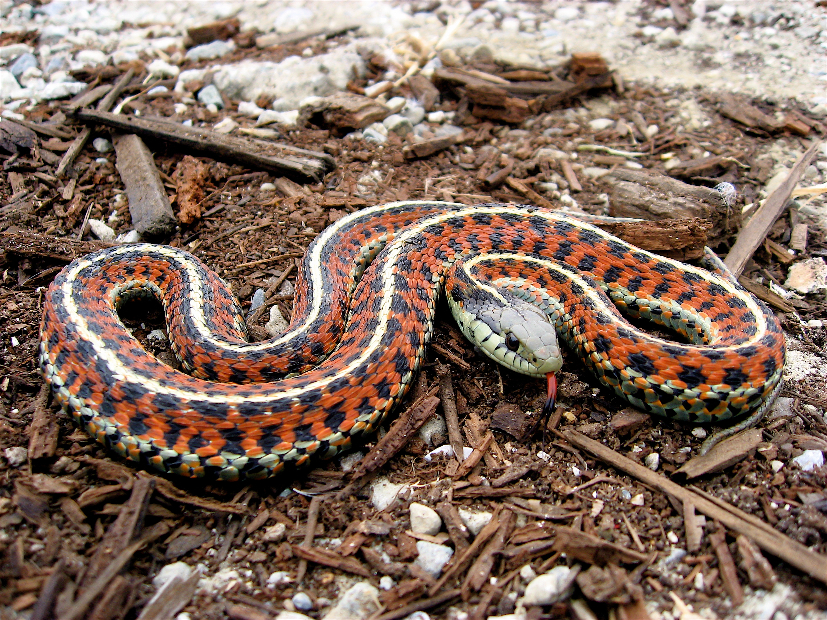 File:Coast Garter Snake.jpg - Wikipedia, the free encyclopedia