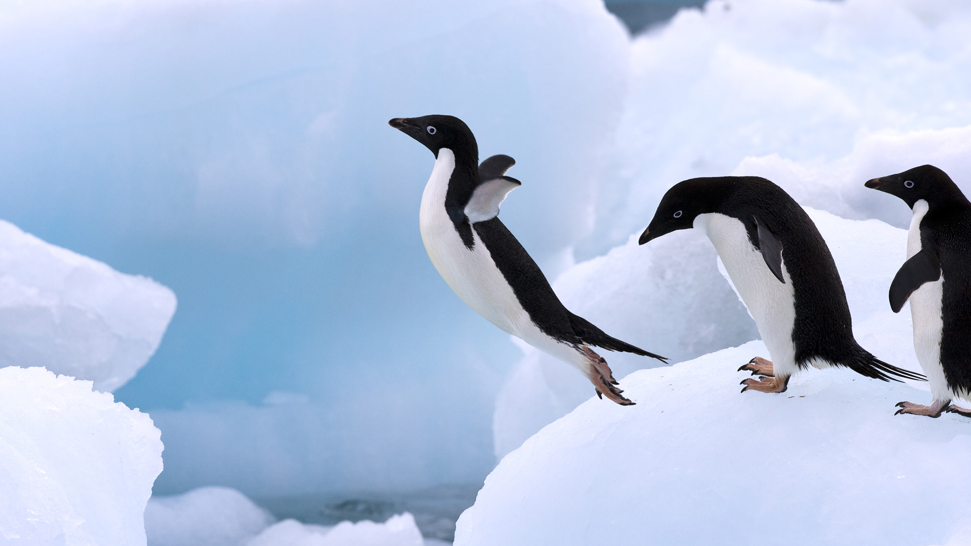 Adelie-Penguin-4.jpg