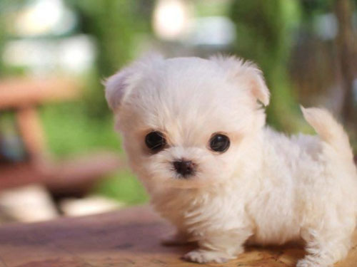17 Tiny Puppies That Will Melt Your Heart - Dose of Funny