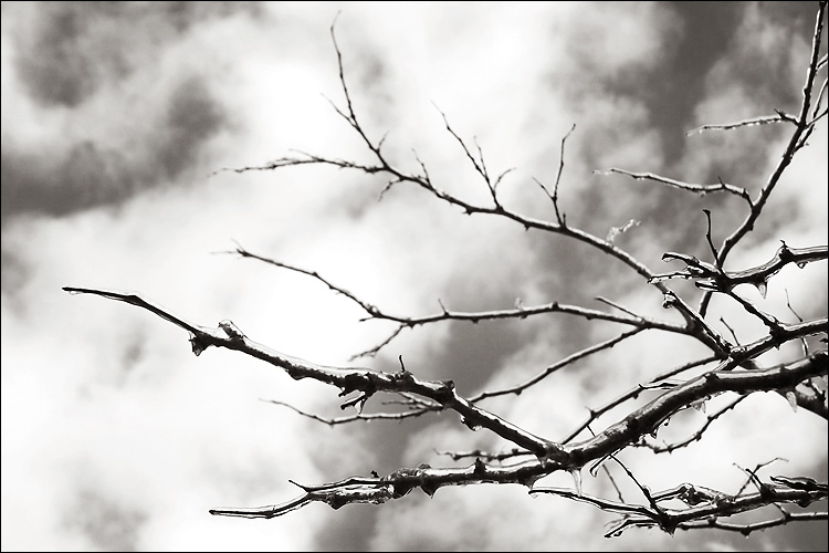 daily dose of imagery] frozen branches