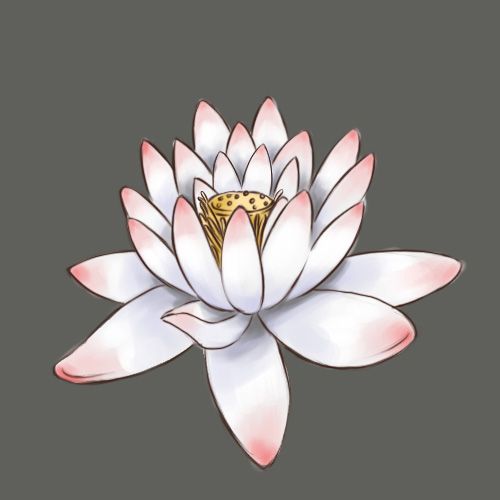 How to Draw a Lotus Flower