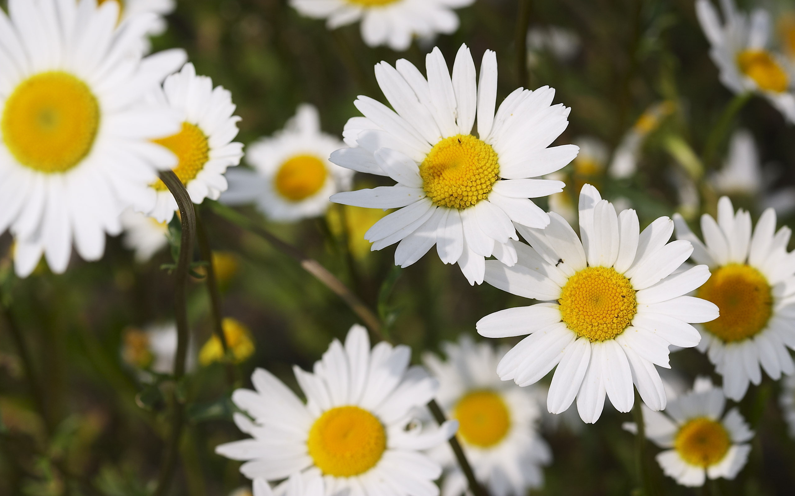 Daisies hd Wallpapers | Pictures
