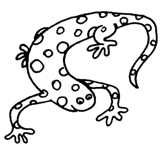 Reptiles & Amphibians Coloring Pages - ClipArt Best - ClipArt Best