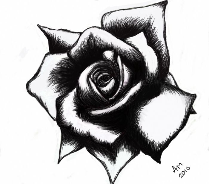 white rose. tattoo template | Optimus | Pinterest