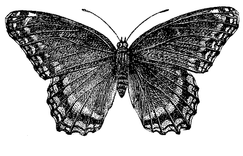 Vintage Butterfly Art | Free Vintage Art