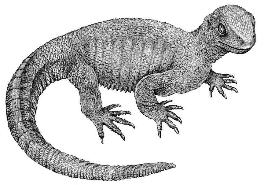 How The Turtle Got Its Shell : The Two-Way : NPR