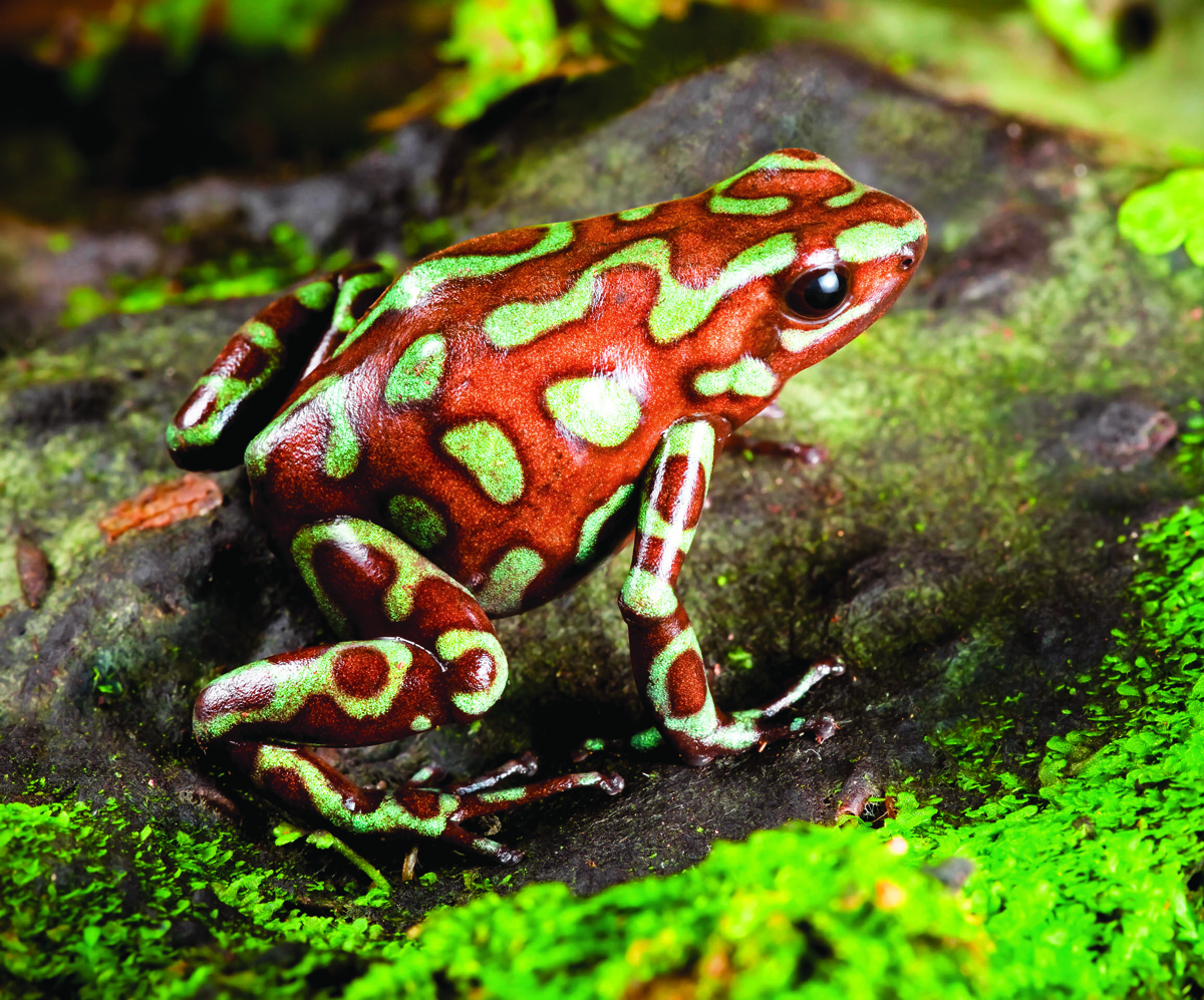 World Frog Day: Cutest Frog Pictures You'll Ever See! - FuzFeed