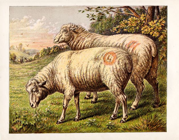 File:Free Sheep Drawing.jpg - Wikimedia Commons