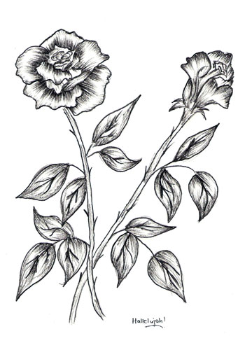 How to Draw a Rose