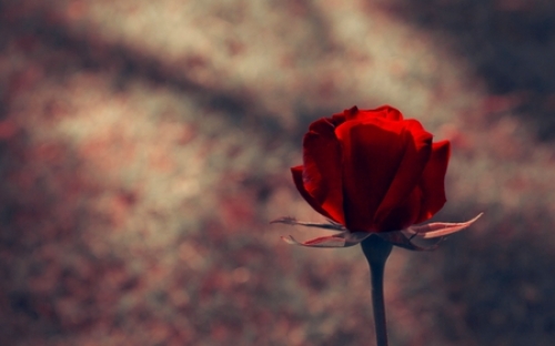 Symbol of Love Wallpaper (1157x768) - Desktop Background