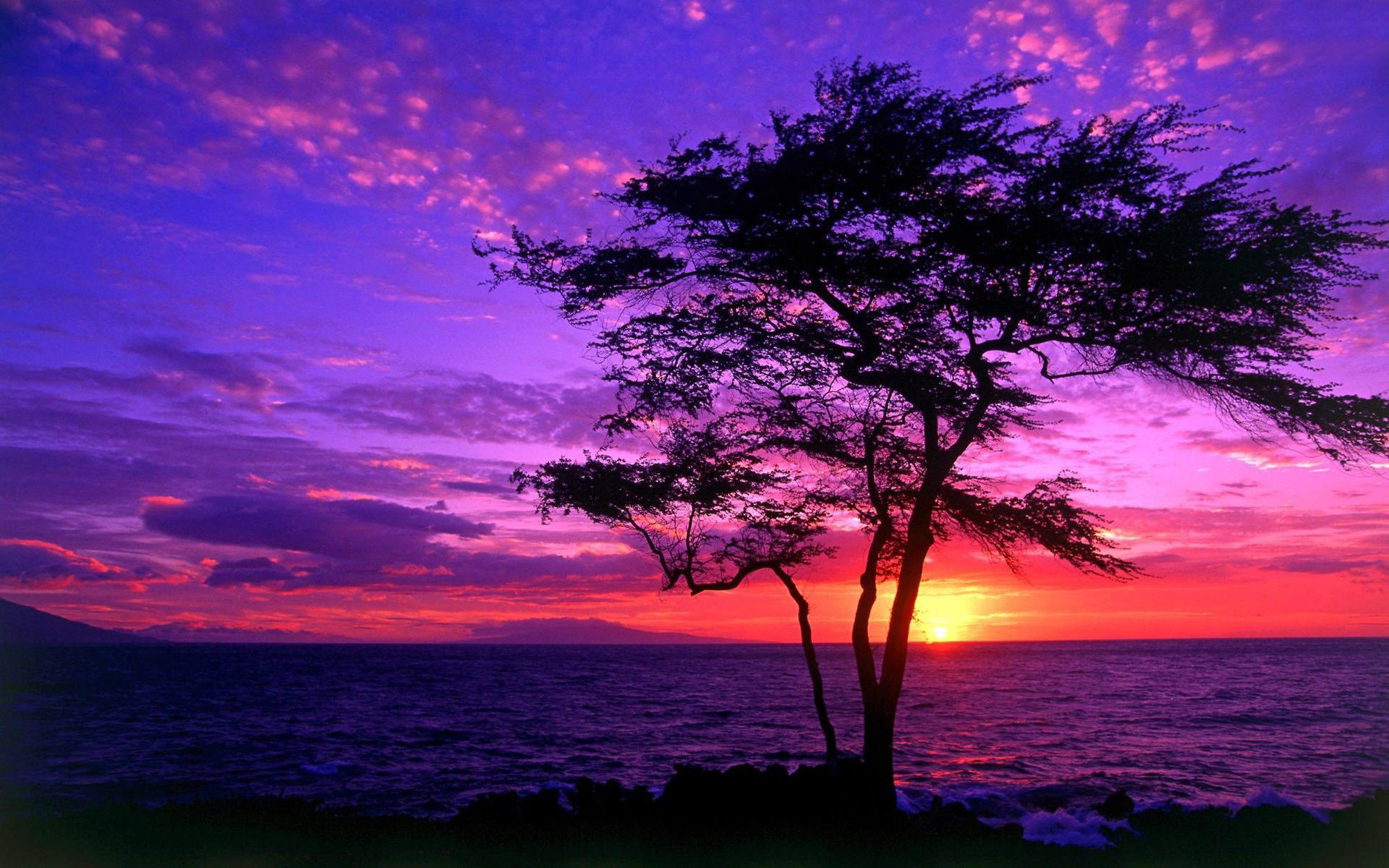 Purple Sunsets #6807154