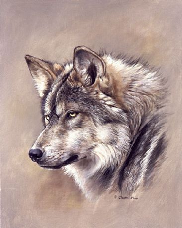Mexican Gray Wolf head study - Painting Art by Larry Chandler