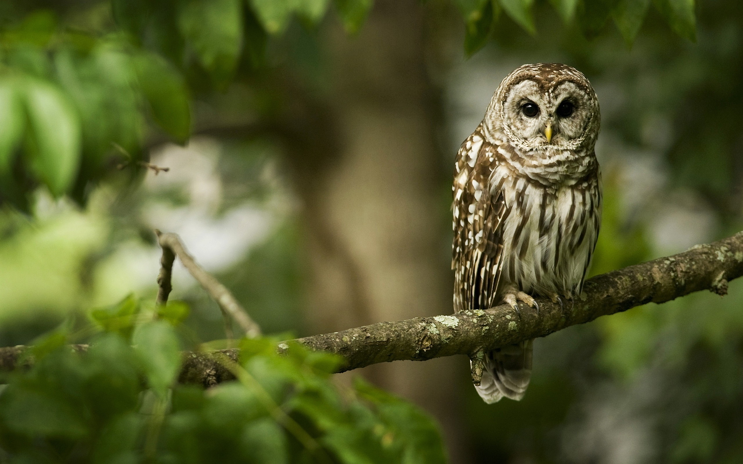 Owl Tree #7031327