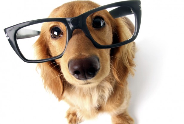 Dog Eye & Vision Problems - Aldoo.org