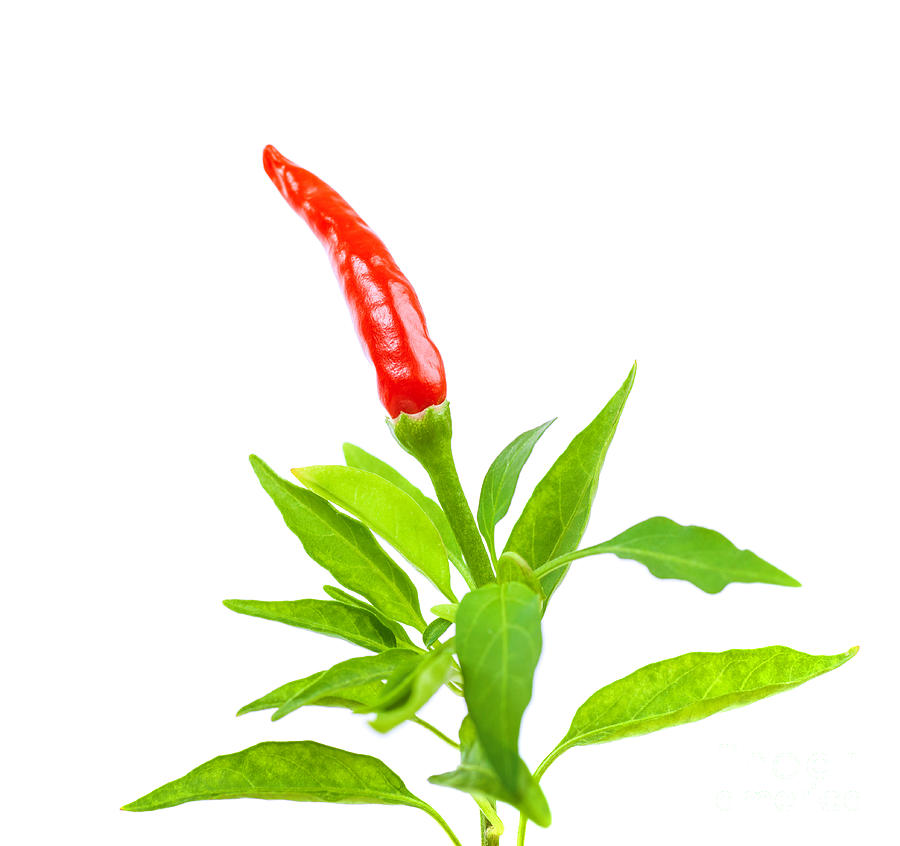 Red Chili Pepper Border by Anna Omelchenko - Red Chili Pepper ...